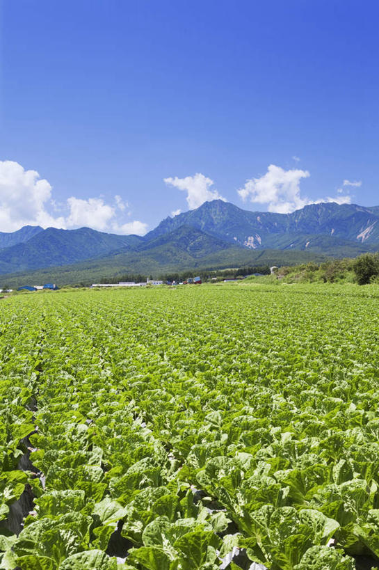 无人,家,农田,竖图,室外,白天,正面,旅游,度假,庄稼,农作物,石头,美景,山,山脉,植物,长野县,日本,亚洲,一排,阴影,整齐,光线,石子,影子,房屋,屋子,景观,山顶,山峰,云,云朵,莴苣,莴笋,山峦,云彩,娱乐,楼房,住宅,树,树木,排列,蓝色,绿色,白云,蓝天,天空,阳光,自然,群山,天,享受,休闲,景色,放松,生长,晴朗,成长,队列,自然风光,东亚,沉积岩,本州,香笋,本州岛,日本国,中部地方,长野,千金菜,颠峰,极峰,水成岩,石块,岩石,晴空,彩图,耕地,庄稼田,房子