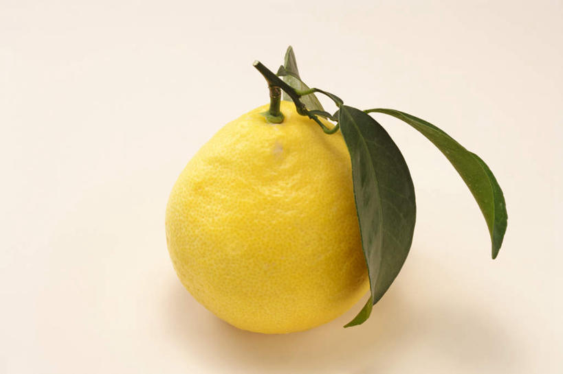 无人,横图,俯视,室内,特写,白天,白色背景,柑橘,水果,叶子,两片,阴影,新鲜,反射,影子,生食,食品,果实,绿叶,食物,一个,黄色,嫩叶,摄影,有机食品,绿色食品,影棚,单个,叶,叶片,橘子,桔子,橙子,橙,彩图,高角度拍摄,影棚拍摄,拍摄