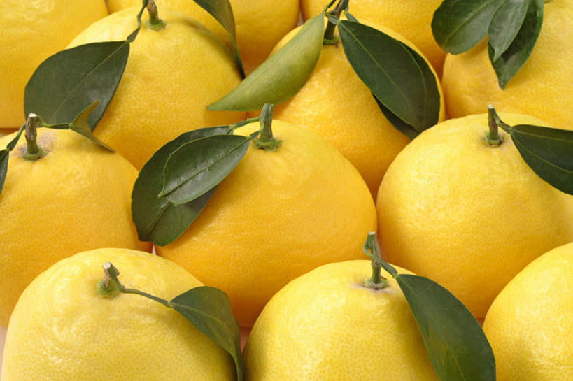 无人,横图,俯视,室内,特写,白天,白色背景,柑橘,水果,叶子,许多,阴影,新鲜,反射,影子,生食,食品,果实,绿叶,食物,黄色,嫩叶,摄影,有机食品,绿色食品,影棚,叶,叶片,橘子,桔子,橙子,橙,彩图,高角度拍摄,影棚拍摄,拍摄