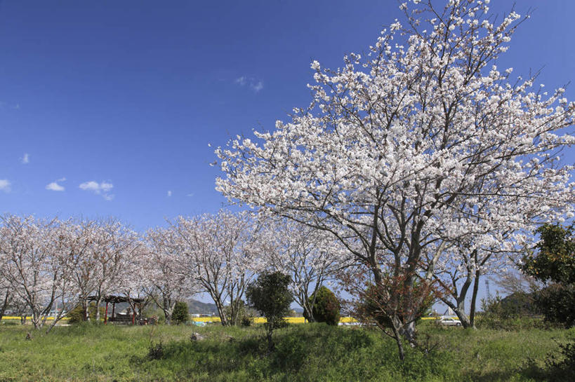 无人,横图,室外,白天,正面,旅游,度假,幸福,纯洁,草地,草坪,美景,植物,道路,路,汽车,樱花,大分县,日本,亚洲,一辆,阴影,光线,影子,亭子,景观,云,云朵,小路,樱花树,交通,云彩,娱乐,车,草,树,树木,蓝色,绿色,白云,蓝天,天空,阳光,自然,交通工具,轿车,天,享受,休闲,景色,放松,生长,晴朗,成长,等待,生命,自然风光,载具,东亚,日本国,九州本岛,九州,九州岛,九州地方,仙樱花,福岛樱,青肤樱,高尚,大分,热烈,晴空,荆桃,彩图