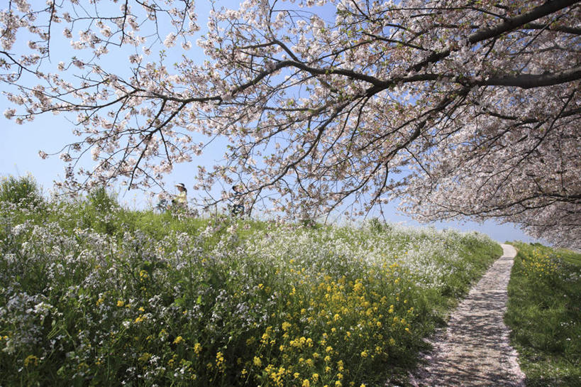 无人,横图,室外,白天,正面,旅游,度假,幸福,纯洁,草地,草坪,花海,花圃,美景,植物,道路,路,樱花,叶子,大分县,日本,亚洲,阴影,盛开,光线,影子,景观,小路,樱花树,交通,花蕾,娱乐,草,花,花瓣,花朵,花卉,鲜花,树,树木,黄色,蓝色,绿色,蓝天,天空,阳光,自然,花丛,花束,花田,天,花苞,花蕊,享受,休闲,景色,放松,乡间小路,生长,晴朗,成长,等待,生命,自然风光,东亚,万里无云,日本国,九州本岛,九州,九州岛,九州地方,仙樱花,福岛樱,青肤樱,高尚,大分,热烈,晴空,晴空万里,荆桃,彩图
