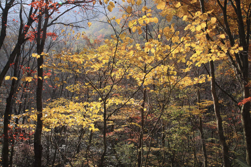 无人,横图,室外,白天,仰视,旅游,度假,美景,秋季,树林,植物,叶子,大分县,日本,亚洲,许多,阴影,光线,影子,景观,绿叶,娱乐,树,树木,黄色,红色,绿色,阳光,自然,享受,休闲,嫩叶,景色,放松,生长,成长,自然风光,东亚,日本国,九州本岛,九州,九州岛,九州地方,大分,叶,叶片,秋,秋天,彩图,低角度拍摄