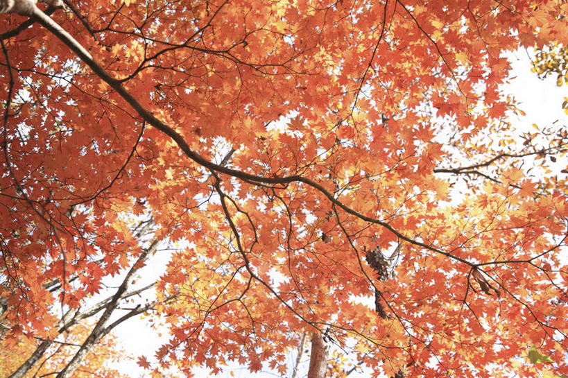 无人,横图,室外,白天,仰视,旅游,度假,美景,秋季,树林,植物,大分县,日本,亚洲,阴影,光线,影子,景观,娱乐,树,树木,黄色,红色,绿色,阳光,自然,享受,休闲,景色,放松,生长,成长,自然风光,东亚,日本国,九州本岛,九州,九州岛,九州地方,大分,秋,秋天,彩图,低角度拍摄