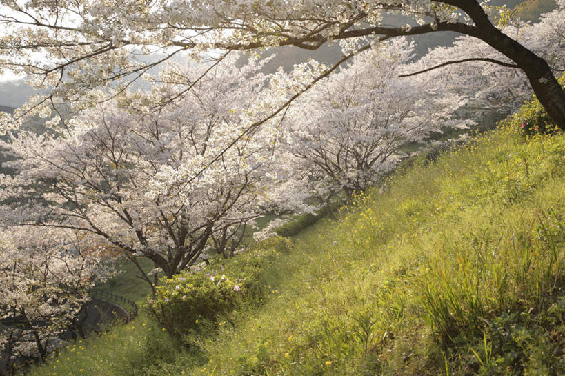 无人,栏杆,横图,俯视,室外,白天,旅游,度假,幸福,纯洁,草地,草坪,花海,花圃,石头,美景,山,山脉,树林,植物,樱花,叶子,大分县,日本,亚洲,阴影,盛开,光线,石子,影子,栅栏,景观,篱笆,山顶,山峰,围栏,樱花树,山峦,花蕾,娱乐,护栏,草,花,花瓣,花朵,花卉,鲜花,树,树木,绿色,阳光,自然,花丛,花束,花田,群山,花苞,花蕊,享受,休闲,景色,放松,生长,成长,等待,生命,自然风光,东亚,沉积岩,日本国,九州本岛,九州,九州岛,九州地方,仙樱花,福岛樱,青肤樱,高尚,大分,热烈,颠峰,极峰,水成岩,石块,岩石,荆桃,彩图,高角度拍摄