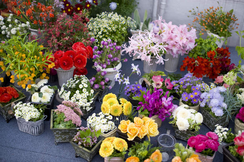 无人,横图,俯视,室外,白天,花海,花圃,植物,叶子,花盆,东京,日本,亚洲,两根,许多,盛开,盆栽,墙,绿叶,盆景,地面,花蕾,水管,墙壁,墙面,花,花瓣,花朵,花卉,鲜花,粉色,黄色,红色,绿色,紫色,白色,自然,花束,花田,花苞,花蕊,嫩叶,生长,成长,东亚,本州,关东地方,本州岛,日本国,东京都,叶片,彩图,高角度拍摄