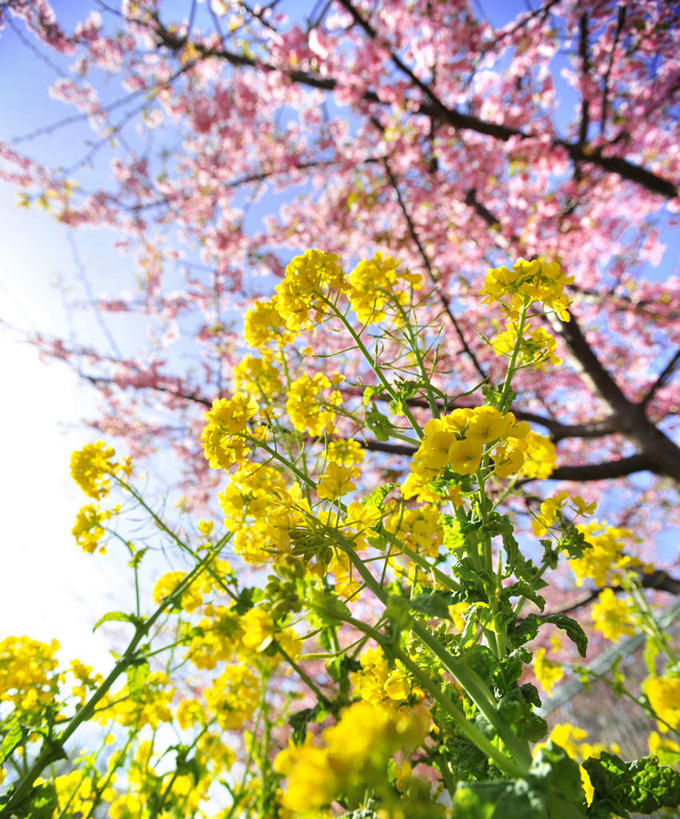 无人,竖图,室外,白天,仰视,幸福,纯洁,花海,花圃,植物,樱花,叶子,神奈川,日本,亚洲,阴影,盛开,光线,影子,神奈川县,花蕾,花,花瓣,花朵,花卉,鲜花,树,树木,蓝色,绿色,蓝天,天空,阳光,自然,花丛,花束,花田,天,花苞,花蕊,油菜花,生长,晴朗,成长,等待,生命,东亚,本州,万里无云,关东地方,本州岛,日本国,仙樱花,福岛樱,青肤樱,高尚,热烈,晴空,晴空万里,荆桃,彩图,低角度拍摄,芸苔,芸薹