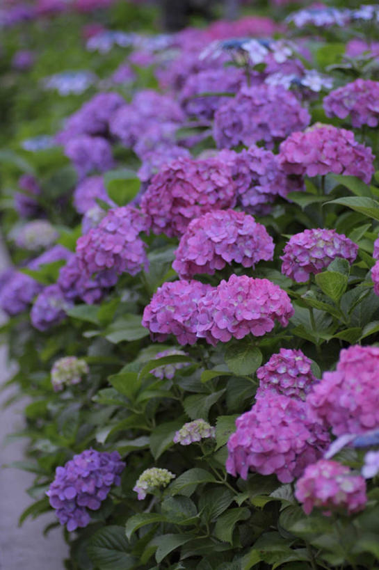 无人,竖图,俯视,室外,白天,骄傲,花海,花圃,植物,八仙花,叶子,日本,亚洲,阴影,盛开,反射,影子,绿叶,花蕾,花,花瓣,花朵,花卉,鲜花,粉色,绿色,紫色,花丛,花束,花田,花苞,花蕊,绣球花,嫩叶,紫阳花,洋绣球,东亚,日本国,草绣球,斗球,七变化,粉团花,善变,叶,叶片,彩图,高角度拍摄