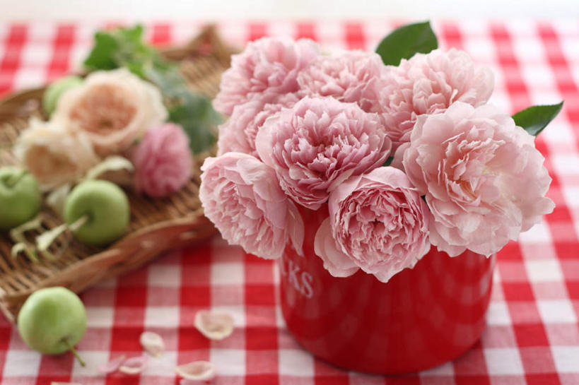 无人,横图,俯视,室内,特写,白天,爱情,幸福,纯洁,热情,餐桌,桌子,玫瑰,苹果,花瓶,水果,叶子,阴影,朦胧,模糊,新鲜,反射,布料,格子,纹理,影子,塑料,生食,食品,果实,绿叶,玫瑰花,浪漫,布纹,桌布,花瓣,食物,粉色,红色,绿色,白色,餐巾,瓶子,塑料制品,台布,青苹果,温暖,温馨,橙色,嫩叶,恩爱,有机食品,绿色食品,餐台,和睦,感动,肌理,尊敬,天真,刺玫花,徘徊花,叶,叶片,彩图,高角度拍摄,融洽