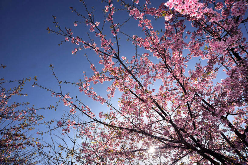 无人,横图,室外,白天,仰视,旅游,度假,幸福,纯洁,花海,花圃,美景,植物,樱花,叶子,神奈川,日本,亚洲,阴影,盛开,光线,影子,景观,神奈川县,花蕾,娱乐,花,花瓣,花朵,花卉,鲜花,树,树木,蓝色,绿色,蓝天,天空,阳光,自然,花丛,花束,花田,天,花苞,花蕊,享受,休闲,景色,放松,生长,晴朗,成长,等待,生命,自然风光,东亚,本州,万里无云,关东地方,本州岛,日本国,仙樱花,福岛樱,青肤樱,高尚,热烈,晴空,晴空万里,荆桃,彩图,低角度拍摄