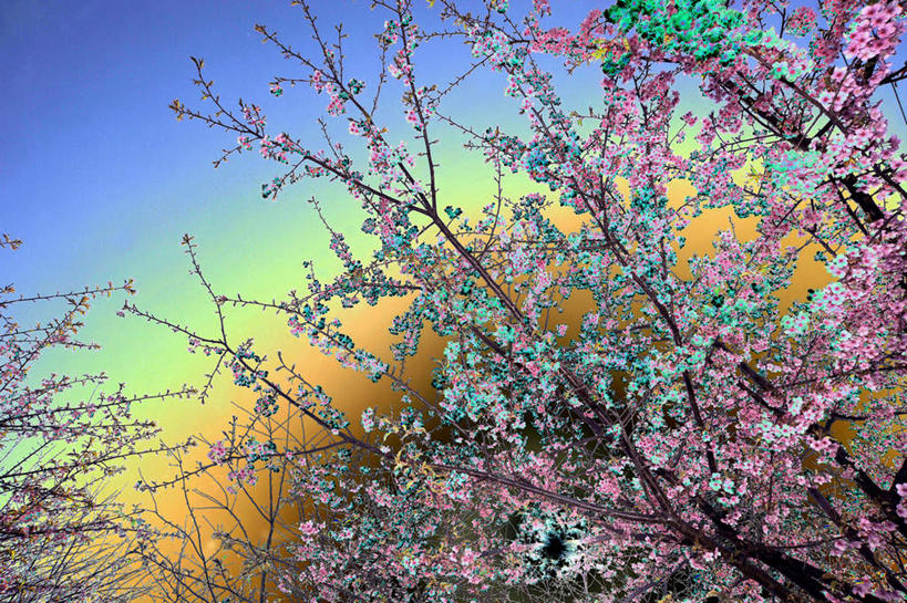 无人,横图,室外,特写,白天,仰视,旅游,度假,幸福,纯洁,花海,花圃,美景,日落,植物,樱花,叶子,神奈川,日本,亚洲,阴影,盛开,光线,影子,景观,晚霞,霞光,神奈川县,花蕾,娱乐,花,花瓣,花朵,花卉,鲜花,树,树木,绿色,阳光,自然,黄昏,花丛,花束,花田,花苞,花蕊,享受,休闲,景色,彩霞,放松,生长,成长,等待,生命,自然风光,东亚,本州,关东地方,本州岛,日本国,仙樱花,福岛樱,青肤樱,高尚,热烈,夕阳,荆桃,彩图,低角度拍摄