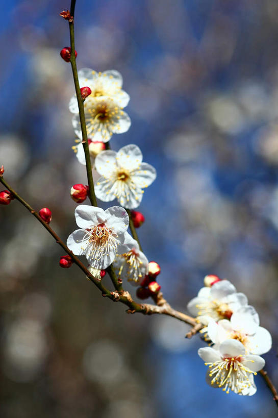 无人,竖图,室外,特写,白天,仰视,叶子,东京,日本,亚洲,阴影,朦胧,模糊,光线,影子,云,云朵,梅花,花蕾,云彩,花,树枝,蓝色,绿色,白色,白云,蓝天,天空,阳光,天,花苞,花蕊,晴朗,高雅,坚强,东亚,本州,关东地方,本州岛,日本国,东京都,梅,晴空,彩图,低角度拍摄