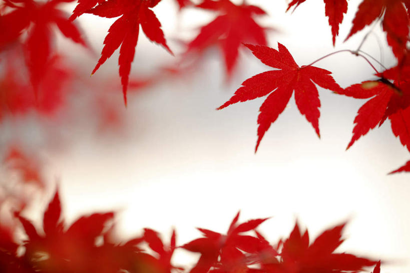 无人,横图,室外,特写,白天,仰视,旅游,度假,美景,秋季,叶子,东京,日本,亚洲,阴影,朦胧,模糊,光线,影子,景观,枫叶,枯叶,落叶,娱乐,树枝,红色,阳光,自然,享受,休闲,景色,放松,枫树叶,自然风光,东亚,本州,关东地方,本州岛,日本国,东京都,叶,叶片,秋,秋天,彩图,低角度拍摄