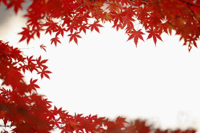 无人,横图,室外,特写,白天,仰视,旅游,度假,美景,秋季,叶子,东京,日本,亚洲,阴影,朦胧,模糊,光线,影子,景观,枫叶,枯叶,落叶,娱乐,树枝,红色,阳光,自然,享受,休闲,景色,放松,枫树叶,自然风光,东亚,本州,关东地方,本州岛,日本国,东京都,叶,叶片,秋,秋天,彩图,低角度拍摄