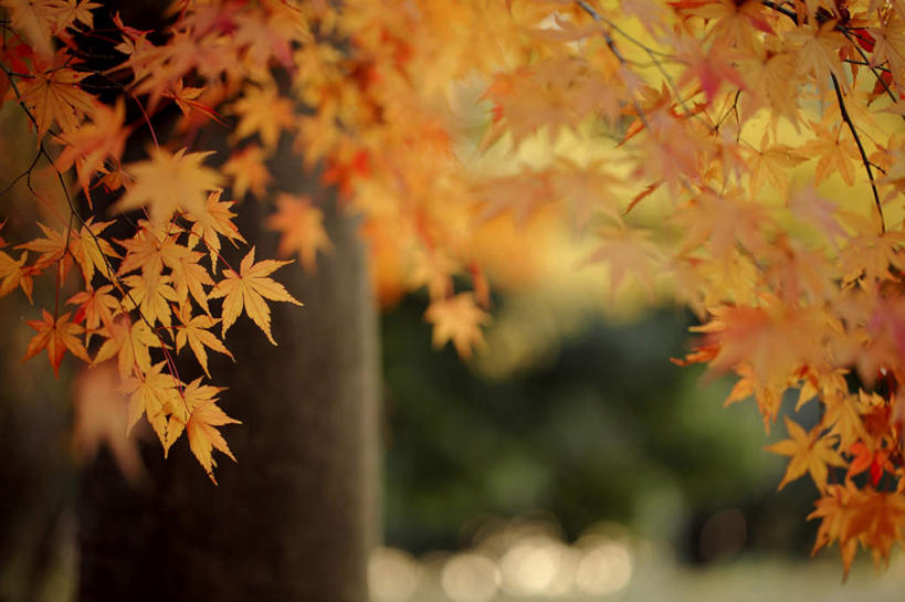 无人,横图,室外,特写,白天,正面,旅游,度假,美景,秋季,植物,叶子,东京,日本,亚洲,阴影,朦胧,模糊,光线,影子,景观,枫叶,枯叶,落叶,娱乐,树,树木,树枝,黄色,红色,绿色,阳光,自然,享受,休闲,景色,放松,生长,成长,枫树叶,自然风光,东亚,本州,关东地方,本州岛,日本国,东京都,叶,叶片,秋,秋天,彩图