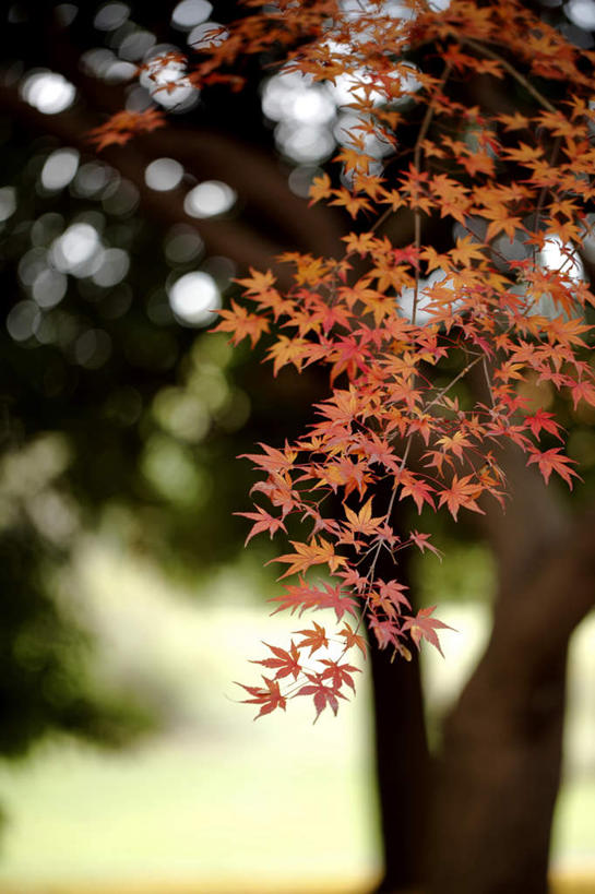 无人,竖图,室外,特写,白天,正面,旅游,度假,美景,秋季,植物,叶子,东京,日本,亚洲,阴影,朦胧,模糊,光线,影子,景观,枫叶,枯叶,落叶,娱乐,树,树木,树枝,黄色,红色,绿色,阳光,自然,享受,休闲,景色,放松,生长,成长,枫树叶,自然风光,东亚,本州,关东地方,本州岛,日本国,东京都,叶,叶片,秋,秋天,彩图