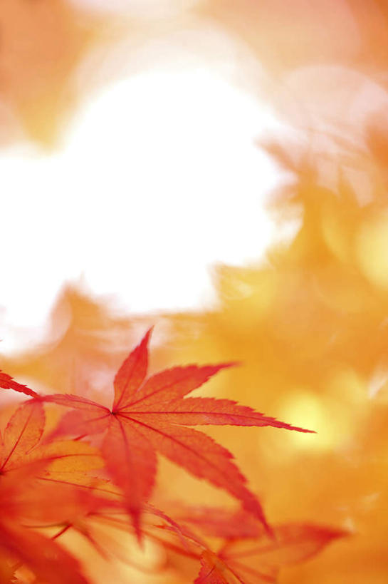 无人,竖图,室外,特写,白天,仰视,旅游,度假,美景,秋季,日落,叶子,东京,日本,亚洲,阴影,朦胧,模糊,光线,影子,景观,晚霞,霞光,枫叶,枯叶,落叶,娱乐,树枝,红色,阳光,自然,黄昏,享受,休闲,景色,彩霞,放松,枫树叶,自然风光,东亚,本州,关东地方,本州岛,日本国,东京都,叶,叶片,秋,秋天,夕阳,彩图,低角度拍摄