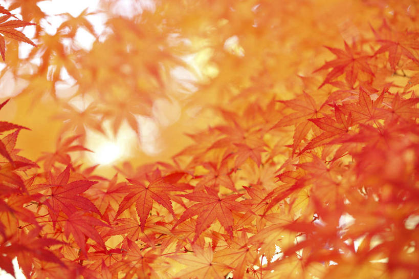 无人,横图,室外,特写,白天,仰视,旅游,度假,美景,秋季,叶子,东京,日本,亚洲,阴影,朦胧,模糊,光线,影子,景观,枫叶,枯叶,落叶,娱乐,树枝,红色,阳光,自然,享受,休闲,景色,放松,枫树叶,自然风光,东亚,本州,关东地方,本州岛,日本国,东京都,叶,叶片,秋,秋天,彩图,低角度拍摄