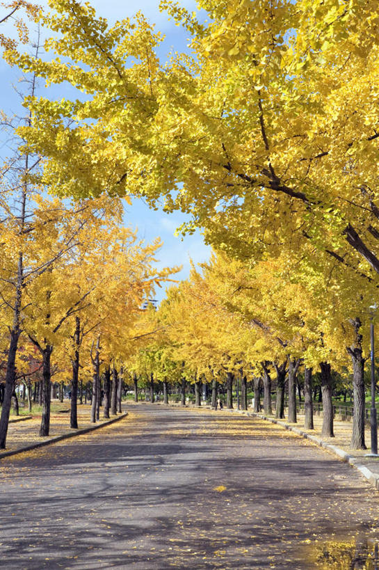 无人,竖图,室外,白天,正面,旅游,度假,草地,草坪,美景,秋季,植物,道路,路,叶子,日本,亚洲,一排,许多,阴影,整齐,光线,影子,景观,云,云朵,小路,枯叶,落叶,交通,云彩,娱乐,草,树,树木,排列,黄色,红色,蓝色,绿色,白云,蓝天,天空,阳光,自然,天,享受,休闲,景色,放松,大阪,生长,晴朗,成长,队列,自然风光,东亚,本州,大阪府,本州岛,日本国,近畿地方,近畿,叶,叶片,晴空,秋,秋天,彩图