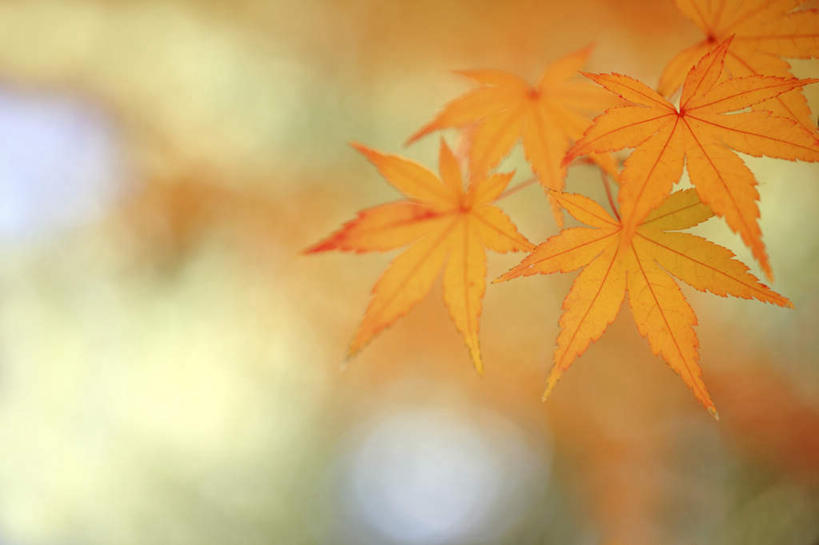 无人,横图,室外,特写,白天,仰视,旅游,度假,美景,秋季,叶子,东京,日本,亚洲,阴影,朦胧,模糊,光线,影子,景观,枫叶,枯叶,落叶,娱乐,树枝,红色,阳光,自然,享受,休闲,景色,放松,枫树叶,自然风光,东亚,本州,关东地方,本州岛,日本国,东京都,叶,叶片,秋,秋天,彩图,低角度拍摄