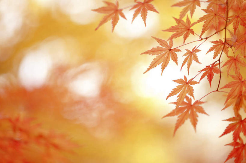 无人,横图,室外,特写,白天,仰视,旅游,度假,美景,秋季,叶子,东京,日本,亚洲,阴影,朦胧,模糊,光线,影子,景观,枫叶,枯叶,落叶,娱乐,树枝,红色,阳光,自然,享受,休闲,景色,放松,枫树叶,自然风光,东亚,本州,关东地方,本州岛,日本国,东京都,叶,叶片,秋,秋天,彩图,低角度拍摄