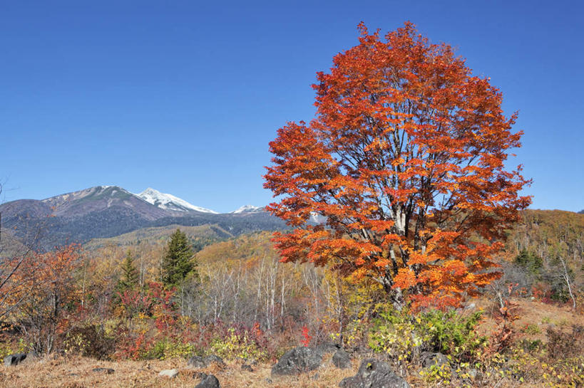 无人,横图,室外,白天,正面,旅游,度假,石头,美景,秋季,山,山脉,植物,叶子,长野县,日本,亚洲,阴影,光线,石子,影子,景观,山顶,山峰,云,云朵,枫叶,枯叶,落叶,山峦,云彩,娱乐,树,树木,黄色,红色,蓝色,绿色,白云,蓝天,天空,阳光,自然,群山,天,享受,休闲,景色,放松,生长,晴朗,成长,枫树叶,自然风光,东亚,沉积岩,本州,本州岛,日本国,中部地方,长野,颠峰,极峰,水成岩,叶,叶片,石块,岩石,晴空,秋,秋天,彩图
