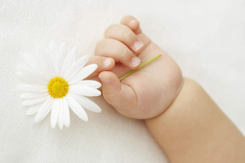 东方人,婴儿,儿童,手,一个人,横图,俯视,室内,特写,白天,白色背景,快乐,幸福,纯洁,亚洲,仅一个人,握,盛开,玛格丽特,拿,花蕾,拿着,黄种人,雏菊,花,花瓣,花朵,鲜花,一朵,小孩,花苞,花蕊,手部,菊花,活力,可爱,握着,摄影,活泼,影棚,希望,单手,坚强,宝宝,和平,纯真,烂漫,无邪,离别,延命菊,幸福花,春菊,马兰头花,暗恋,纯情,单恋,伶俐,天真,亚洲人,孩子,半身,彩图,高角度拍摄,影棚拍摄,愉快,拍摄