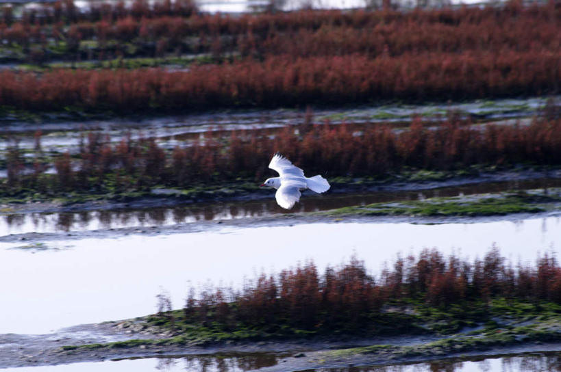 无人,横图,室外,白天,正面,旅游,度假,草地,草坪,湖,湖泊,美景,水,植物,海鸟,海鸥,鸟,北海道,日本,亚洲,飞翔,朦胧,模糊,飞行,鸟类,湖面,景观,水流,水面,娱乐,草,一只,绿色,自然,湖水,享受,休闲,景色,放松,自然风光,东亚,日本国,北海道地方,北海道岛,彩图,全身