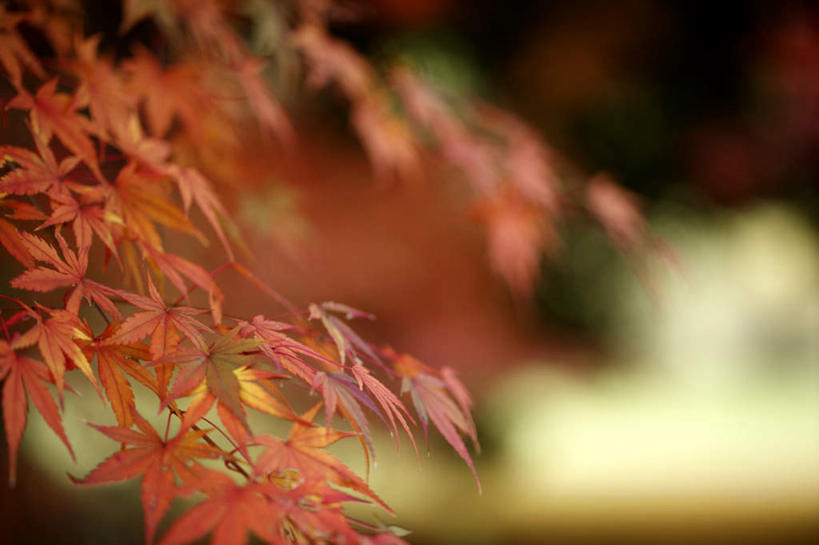 无人,横图,室外,特写,白天,正面,旅游,度假,美景,叶子,东京,日本,亚洲,朦胧,模糊,景观,枫叶,枯叶,落叶,娱乐,黄色,红色,自然,享受,休闲,景色,放松,枫树叶,自然风光,东亚,本州,关东地方,本州岛,日本国,东京都,叶,叶片,彩图