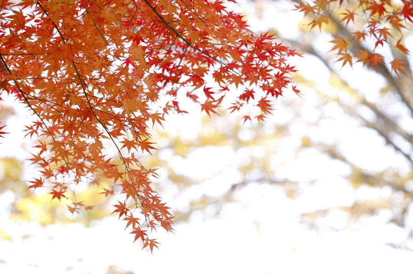 无人,横图,室外,特写,白天,仰视,旅游,度假,美景,叶子,东京,日本,亚洲,阴影,朦胧,模糊,光线,影子,景观,枫叶,枯叶,落叶,娱乐,黄色,红色,蓝色,蓝天,天空,阳光,自然,天,享受,休闲,景色,放松,枫树叶,自然风光,东亚,本州,关东地方,本州岛,日本国,东京都,叶,叶片,彩图,低角度拍摄