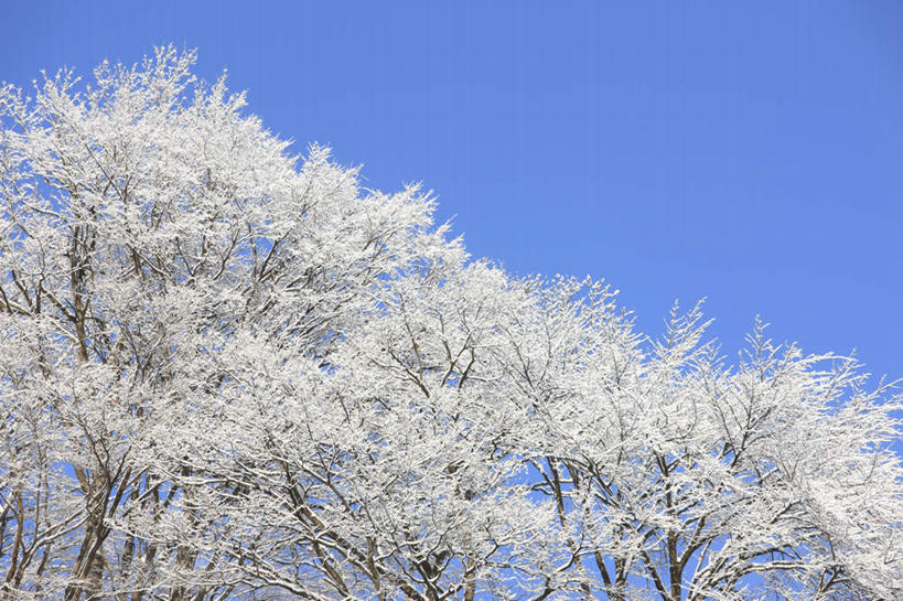 无人,横图,室外,白天,仰视,旅游,度假,美景,雪,植物,大雪,日本,亚洲,阴影,光线,影子,积雪,景观,雪景,冬季,冬天,霜,娱乐,树,树木,蓝色,绿色,蓝天,天空,阳光,自然,天,享受,休闲,景色,放松,寒冷,生长,成长,自然风光,雾凇,东亚,本州,本州岛,日本国,中部地方,山梨,山梨县,严寒,彩图,低角度拍摄