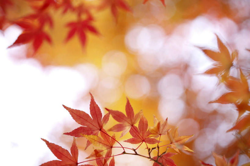 无人,横图,室外,特写,白天,正面,旅游,度假,美景,叶子,东京,日本,亚洲,朦胧,模糊,景观,枫叶,枯叶,落叶,娱乐,黄色,红色,自然,享受,休闲,景色,放松,枫树叶,自然风光,东亚,本州,关东地方,本州岛,日本国,东京都,叶,叶片,彩图