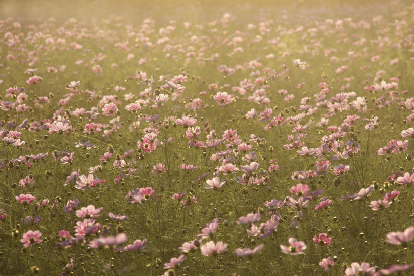 无人,横图,俯视,室外,白天,旅游,度假,自由,幸福,花海,花圃,美景,植物,叶子,东京,日本,亚洲,许多,阴影,朦胧,模糊,盛开,光线,影子,景观,波斯菊,花蕾,娱乐,花,花瓣,花朵,花卉,鲜花,粉色,绿色,阳光,自然,花丛,花束,花田,花苞,花蕊,清洁,享受,休闲,菊花,景色,放松,大波斯菊,吉祥,自然风光,东亚,本州,关东地方,本州岛,日本国,东京都,高洁,秋英,格桑花,秋樱,扫帚梅,八瓣梅,初恋,多情,彩图,高角度拍摄,时光