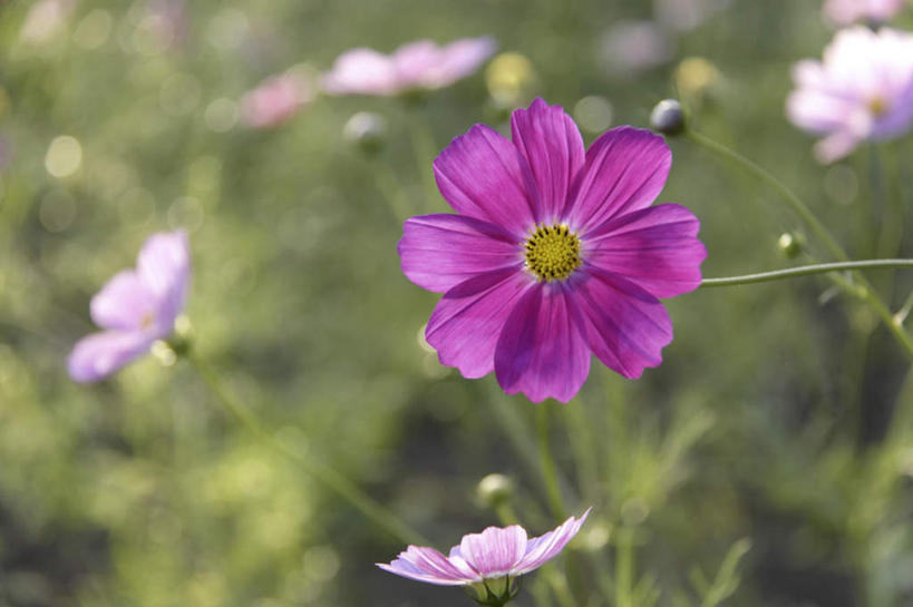 无人,横图,俯视,室外,特写,白天,旅游,度假,自由,幸福,花海,花圃,美景,植物,叶子,东京,日本,亚洲,许多,阴影,朦胧,模糊,盛开,光线,影子,景观,波斯菊,花蕾,娱乐,花,花瓣,花朵,花卉,鲜花,粉色,绿色,阳光,自然,花丛,花束,花田,花苞,花蕊,清洁,享受,休闲,菊花,景色,放松,大波斯菊,吉祥,自然风光,东亚,本州,关东地方,本州岛,日本国,东京都,高洁,秋英,格桑花,秋樱,扫帚梅,八瓣梅,初恋,多情,彩图,高角度拍摄,时光