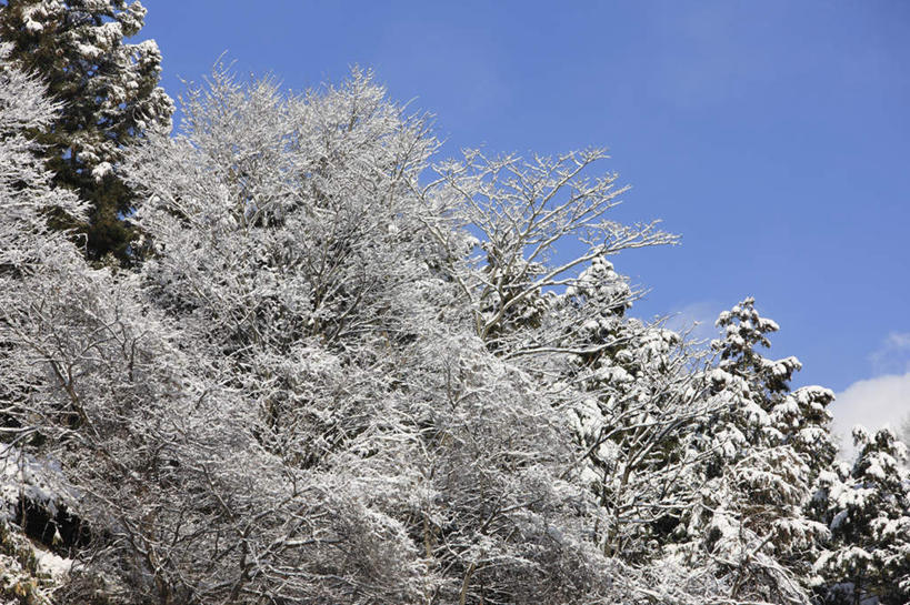 无人,横图,室外,白天,仰视,旅游,度假,美景,树林,雪,植物,大雪,日本,亚洲,积雪,景观,雪景,云,云朵,冬季,冬天,云彩,娱乐,树,树木,蓝色,绿色,白云,蓝天,天空,自然,天,享受,休闲,景色,放松,寒冷,生长,晴朗,成长,自然风光,东亚,本州,本州岛,日本国,中部地方,山梨,山梨县,严寒,晴空,彩图,低角度拍摄