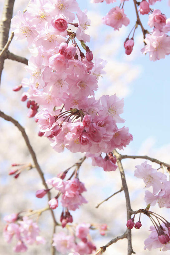 无人,竖图,室外,特写,白天,仰视,旅游,度假,美景,樱花,京都,日本,亚洲,许多,朦胧,模糊,盛开,景观,花蕾,娱乐,花,花瓣,花朵,鲜花,树枝,粉色,蓝色,蓝天,天空,自然,天,花苞,花蕊,享受,休闲,景色,放松,京都府,晴朗,自然风光,东亚,本州,万里无云,本州岛,日本国,近畿地方,近畿,仙樱花,福岛樱,青肤樱,晴空,晴空万里,荆桃,彩图,低角度拍摄