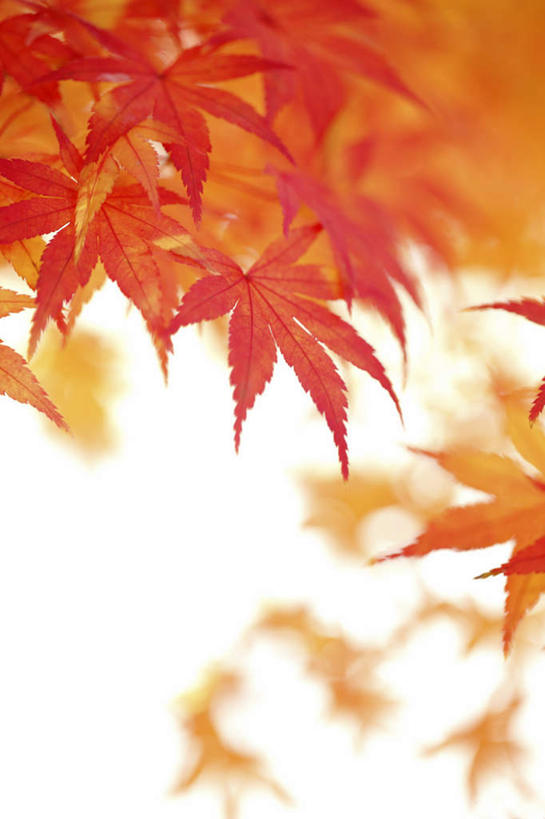 无人,竖图,室外,特写,白天,正面,旅游,度假,美景,秋季,叶子,东京,日本,亚洲,阴影,朦胧,模糊,光线,影子,景观,枫叶,枯叶,落叶,娱乐,黄色,红色,蓝色,蓝天,天空,阳光,自然,天,享受,休闲,景色,放松,枫树叶,自然风光,东亚,本州,关东地方,本州岛,日本国,东京都,叶,叶片,秋,秋天,彩图