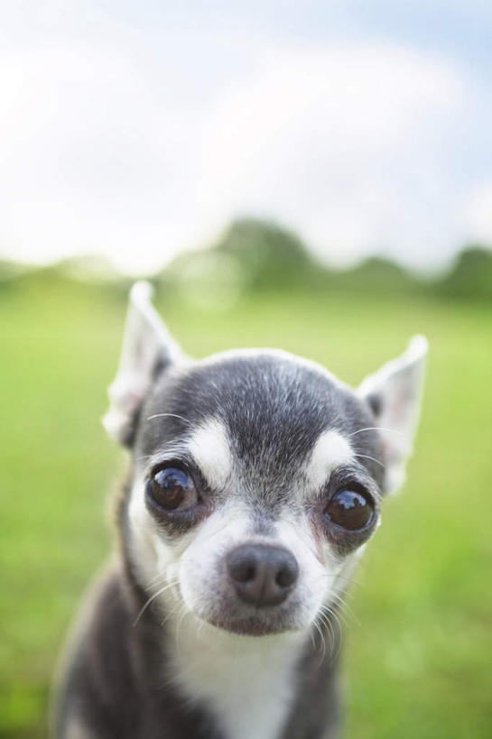 眼睛,耳朵,无人,竖图,室外,特写,白天,正面,草地,草坪,树林,植物,宠物,狗,一排,阴影,朦胧,模糊,整齐,光线,影子,云,云朵,吉娃娃,云彩,注视,草,树,树木,排列,一只,蓝色,绿色,白云,蓝天,天空,阳光,自然,动物,天,观察,看,趴着,可爱,生长,晴朗,成长,观看,察看,队列,关注,忠诚,芝娃娃,奇娃娃,吉娃娃犬,齐花花,耳,耳部,晴空,犬,趴,半身,彩图