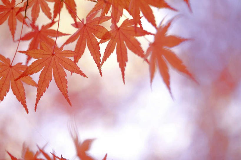 无人,横图,室外,特写,白天,正面,旅游,度假,美景,秋季,树林,植物,叶子,东京,日本,亚洲,阴影,朦胧,模糊,光线,影子,景观,枫叶,枯叶,落叶,很多,娱乐,树,树干,树木,黄色,红色,蓝色,绿色,蓝天,天空,阳光,自然,天,享受,休闲,景色,放松,生长,成长,枫树叶,自然风光,东亚,本州,关东地方,本州岛,日本国,东京都,叶,叶片,秋,秋天,彩图