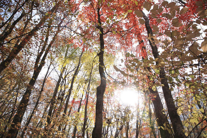 无人,横图,室外,白天,仰视,旅游,度假,美景,叶子,大分县,日本,亚洲,阴影,光线,影子,景观,枫叶,枯叶,落叶,娱乐,黄色,红色,蓝色,蓝天,天空,阳光,自然,天,享受,休闲,景色,放松,枫树叶,自然风光,东亚,日本国,九州本岛,九州,九州岛,九州地方,大分,叶,叶片,彩图,低角度拍摄