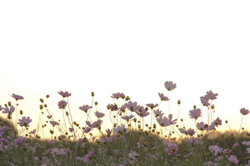 无人,横图,室外,白天,仰视,旅游,度假,自由,幸福,草地,草坪,花海,花圃,美景,日落,植物,叶子,东京,日本,亚洲,朦胧,模糊,盛开,景观,晚霞,霞光,落日,波斯菊,花蕾,娱乐,草,花,花瓣,花朵,花卉,鲜花,树枝,粉色,蓝色,绿色,蓝天,天空,自然,黄昏,花丛,花束,花田,天,花苞,花蕊,清洁,享受,休闲,菊花,景色,彩霞,放松,大波斯菊,吉祥,自然风光,东亚,本州,关东地方,本州岛,日本国,东京都,高洁,秋英,格桑花,秋樱,扫帚梅,八瓣梅,初恋,多情,夕照,夕阳,彩图,低角度拍摄,斜阳,时光