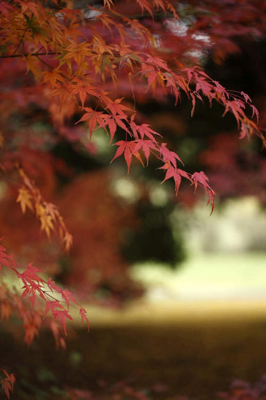 无人,竖图,室外,特写,白天,正面,旅游,度假,美景,秋季,树林,植物,叶子,东京,日本,亚洲,阴影,朦胧,模糊,光线,影子,景观,枫叶,枯叶,落叶,很多,娱乐,树,树干,树木,黄色,红色,蓝色,绿色,蓝天,天空,阳光,自然,天,享受,休闲,景色,放松,生长,成长,枫树叶,自然风光,东亚,本州,关东地方,本州岛,日本国,东京都,叶,叶片,秋,秋天,彩图