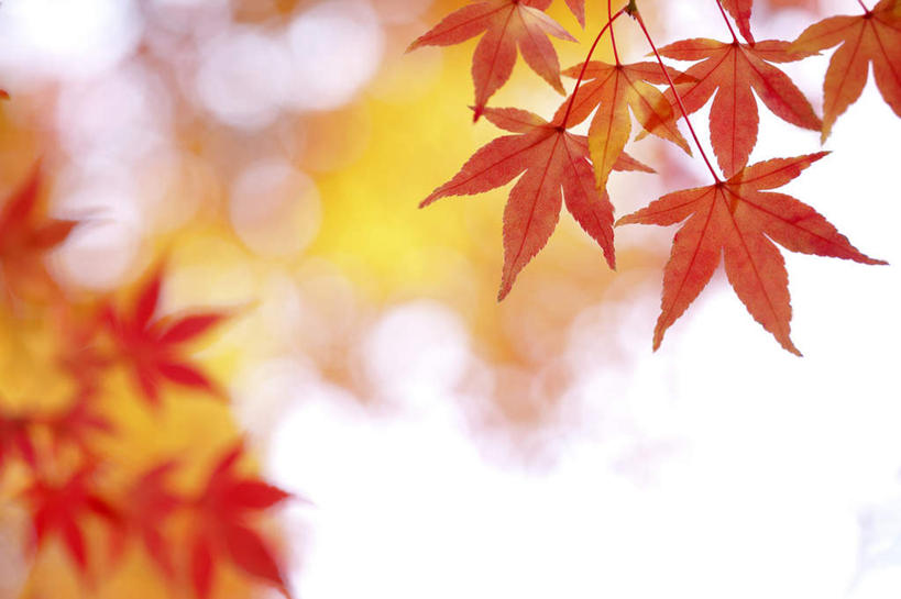 无人,横图,室外,特写,白天,仰视,旅游,度假,美景,秋季,树林,植物,叶子,东京,日本,亚洲,阴影,朦胧,模糊,光线,影子,景观,枫叶,枯叶,落叶,很多,娱乐,树,树干,树木,黄色,红色,蓝色,绿色,蓝天,天空,阳光,自然,天,享受,休闲,景色,放松,生长,成长,枫树叶,自然风光,东亚,本州,关东地方,本州岛,日本国,东京都,叶,叶片,秋,秋天,彩图,低角度拍摄