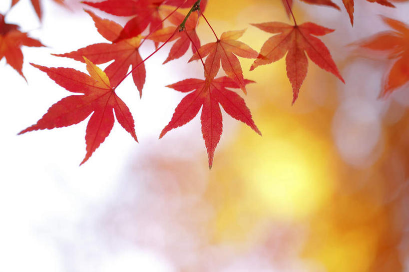 无人,横图,室外,特写,白天,仰视,旅游,度假,美景,秋季,树林,植物,叶子,东京,日本,亚洲,阴影,朦胧,模糊,光线,影子,景观,枫叶,枯叶,落叶,很多,娱乐,树,树干,树木,黄色,红色,蓝色,绿色,蓝天,天空,阳光,自然,天,享受,休闲,景色,放松,生长,成长,枫树叶,自然风光,东亚,本州,关东地方,本州岛,日本国,东京都,叶,叶片,秋,秋天,彩图,低角度拍摄