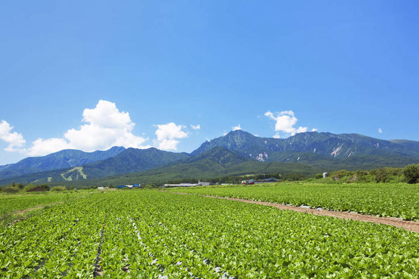 无人,横图,室外,白天,正面,旅游,度假,农业,农作物,美景,山,山脉,蔬菜,长野县,日本,亚洲,新鲜,景观,山峰,云,云朵,食品,山峦,云彩,娱乐,白菜,食物,蓝色,白云,蓝天,天空,自然,群山,天,享受,休闲,景色,放松,有机食品,绿色食品,晴朗,自然风光,东亚,本州,本州岛,日本国,中部地方,长野,晴空,彩图