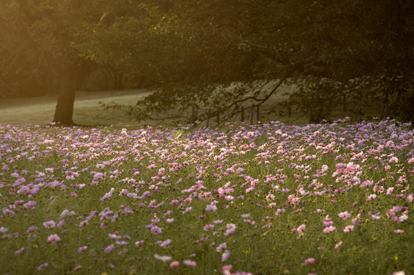 无人,横图,俯视,室外,白天,旅游,度假,自由,幸福,花海,花圃,美景,日落,树林,植物,雾,叶子,东京,日本,亚洲,许多,朦胧,模糊,盛开,景观,晚霞,霞光,落日,波斯菊,绿叶,粉红,花蕾,娱乐,花,花瓣,花朵,花卉,鲜花,树,树木,粉色,绿色,自然,黄昏,花丛,花束,花田,花苞,花蕊,清洁,享受,休闲,嫩叶,菊花,景色,彩霞,放松,大波斯菊,生长,成长,吉祥,迷雾,自然风光,东亚,本州,关东地方,本州岛,日本国,东京都,高洁,秋英,格桑花,秋樱,扫帚梅,八瓣梅,初恋,多情,夕照,叶,叶片,大雾,夕阳,彩图,高角度拍摄,斜阳,时光