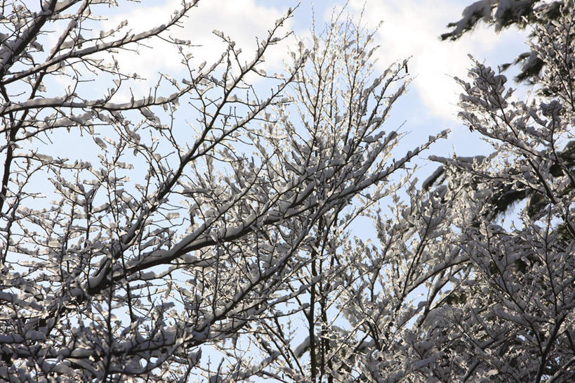 无人,横图,室外,白天,仰视,旅游,度假,美景,树林,雪,植物,大雪,日本,亚洲,阴影,光线,影子,积雪,景观,雪景,云,云朵,冬天,云彩,霜,娱乐,树,树木,蓝色,绿色,白云,蓝天,天空,阳光,自然,天,享受,休闲,景色,放松,寒冷,生长,成长,自然风光,东亚,本州,本州岛,日本国,中部地方,山梨,山梨县,严寒,彩图,低角度拍摄