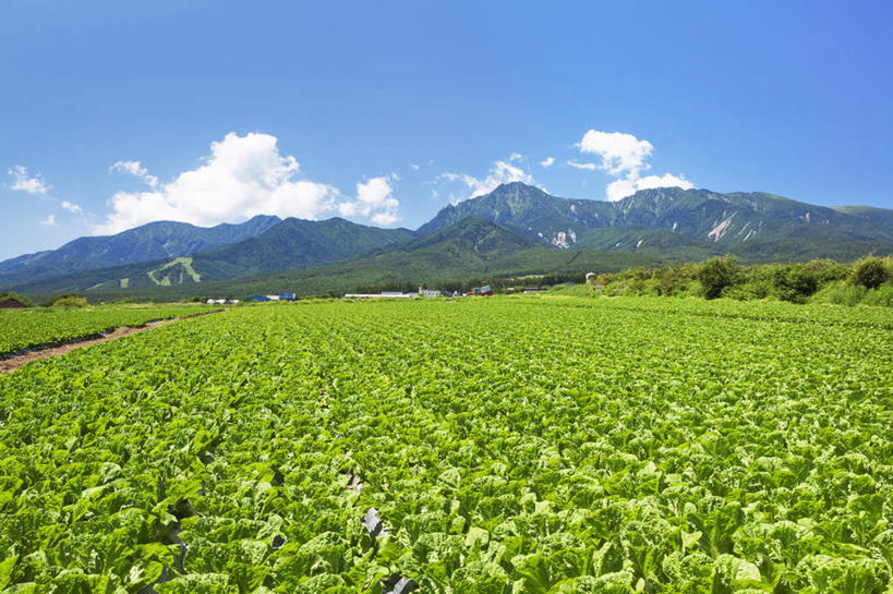 无人,横图,室外,白天,正面,旅游,度假,农业,农作物,美景,山,山脉,蔬菜,长野县,日本,亚洲,新鲜,景观,山峰,云,云朵,食品,山峦,云彩,娱乐,白菜,食物,蓝色,白云,蓝天,天空,自然,群山,天,享受,休闲,景色,放松,有机食品,绿色食品,晴朗,自然风光,东亚,本州,本州岛,日本国,中部地方,长野,晴空,彩图