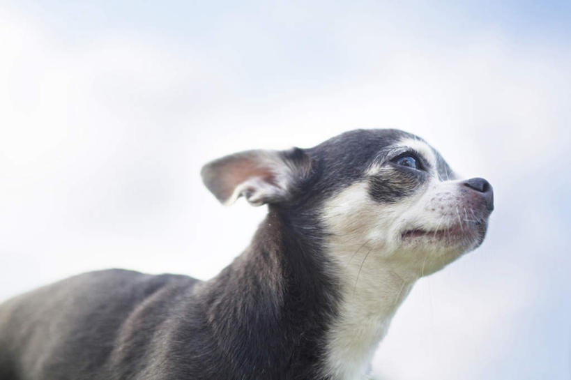 眼睛,无人,站,横图,室外,特写,白天,仰视,宠物,狗,日本,亚洲,阴影,朦胧,模糊,光线,影子,云,云朵,吉娃娃,云彩,注视,一只,蓝色,白云,蓝天,天空,阳光,动物,天,看,站着,可爱,晴朗,关注,东亚,忠诚,芝娃娃,奇娃娃,日本国,吉娃娃犬,齐花花,晴空,犬,抬头,仰头,站立,半身,彩图,低角度拍摄