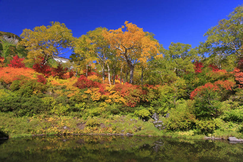 无人,横图,室外,白天,仰视,旅游,度假,湖,湖泊,美景,树林,水,植物,叶子,北海道,日本,亚洲,许多,平静,湖面,景观,水流,水面,枯叶,落叶,娱乐,树,树木,红色,蓝色,绿色,蓝天,天空,自然,湖水,天,享受,休闲,景色,安静,放松,生长,晴朗,成长,宁静,静谧,自然风光,东亚,万里无云,日本国,北海道地方,北海道岛,镇静,冷静,沉静,安祥,僻静,清静,太平,叶,叶片,晴空,晴空万里,彩图,低角度拍摄