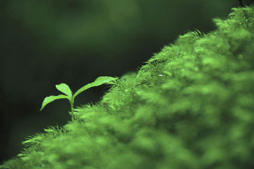 无人,横图,室外,特写,白天,正面,旅游,度假,美景,叶子,鹿儿岛,日本,亚洲,一棵,许多,朦胧,模糊,景观,绿叶,娱乐,绿色,自然,树苗,享受,休闲,嫩叶,景色,放松,自然风光,东亚,秧苗,日本国,九州本岛,九州,九州岛,九州地方,鹿儿岛县,叶,叶片,彩图